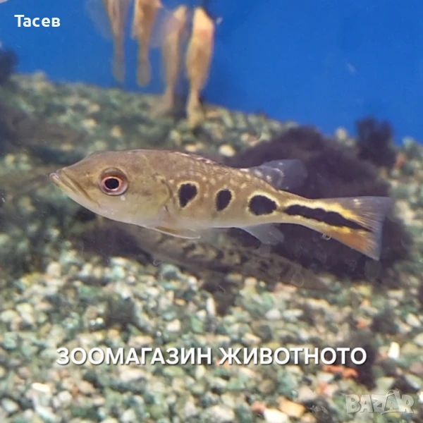 Цихла брокопондо 10см, снимка 1
