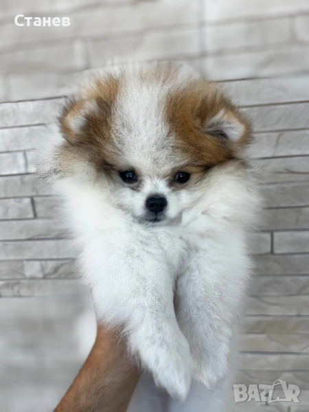 Померан момиче, снимка 1