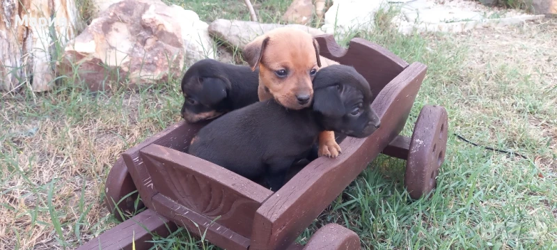 Пинчери, снимка 1