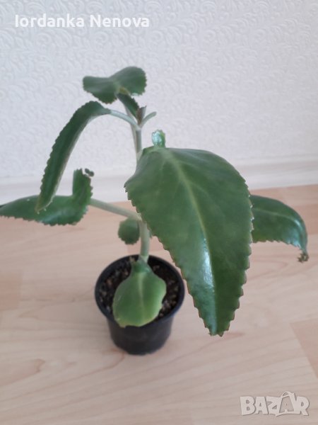 Каланхое лечебно, снимка 1