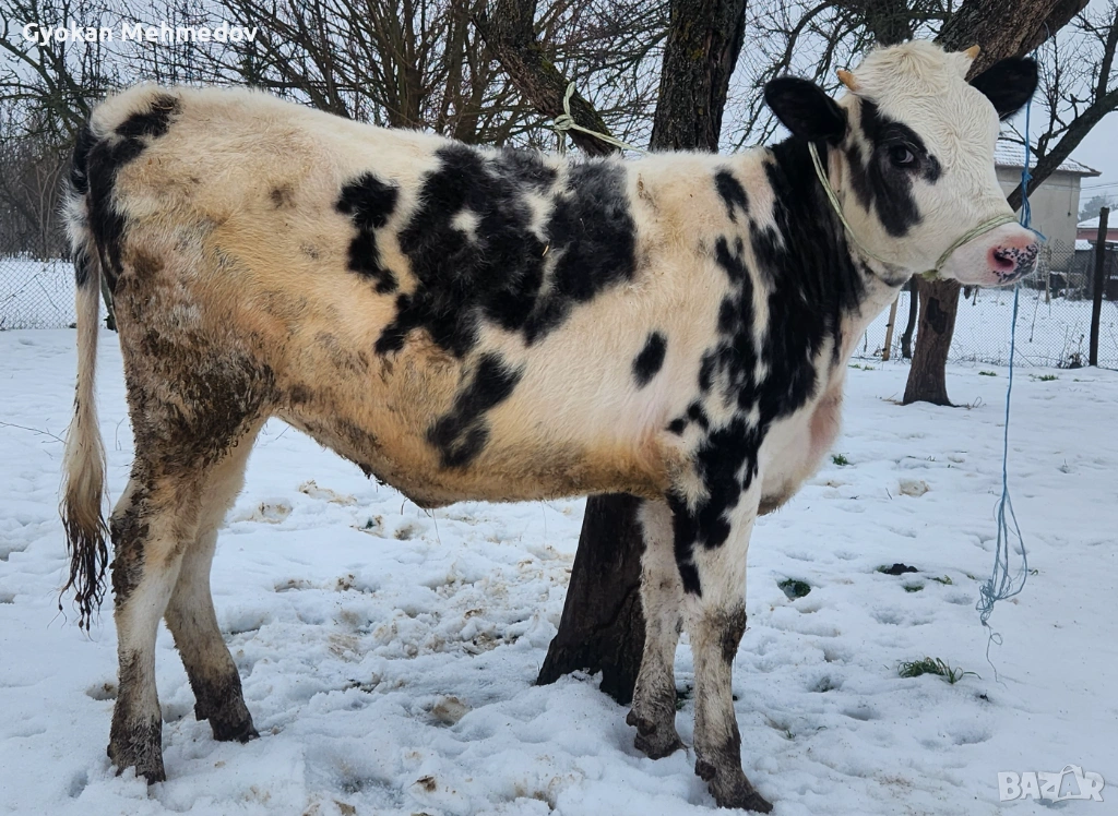 Юница за продан, снимка 1