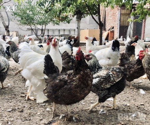 Продавам НЕВЕРОЯТНИ кокошки, снимка 1