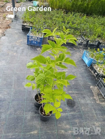 Малини Полка, снимка 3 - Разсади - 49616419