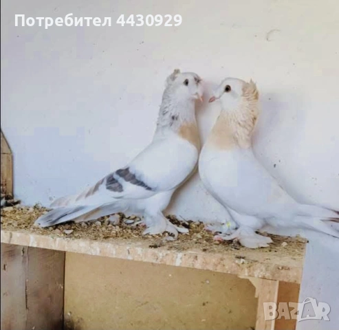 Мардини (фенерлии)