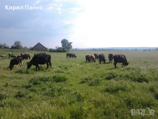 БИО домашно сирене , снимка 4 - Домашни продукти - 51935933