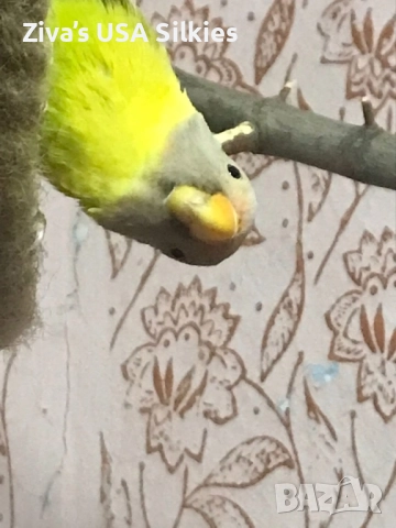 ръчно отглеждане на птици, снимка 9 - Папагали - 52415606