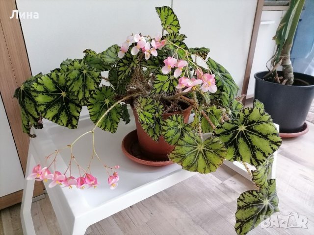 Бегония( Begonia bowerae"Persian brocade") , снимка 3 - Стайни растения - 39831905