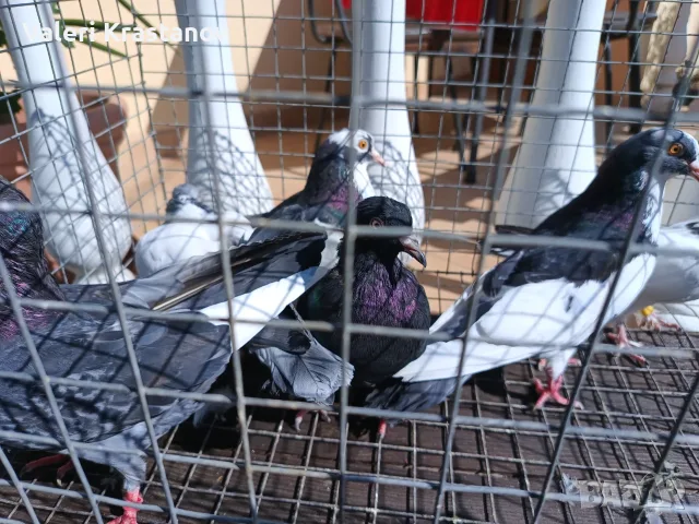 Продавам Гълъби, различни видове, снимка 6 - Гълъби - 54180020