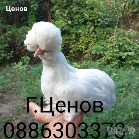 Чифтове струмски бантам, снимка 2 - други­ - 49315454