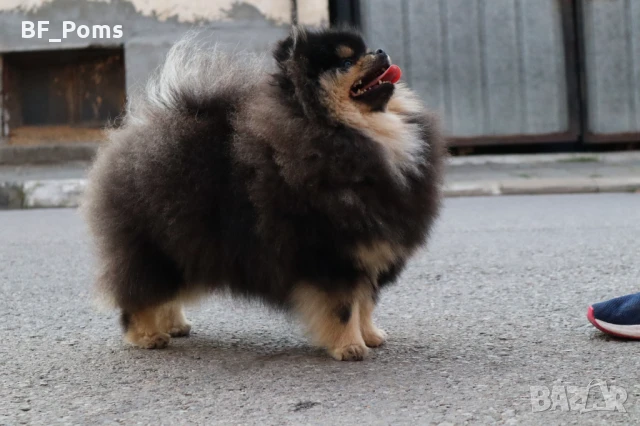 Уникално момиченце померан с родословие FCI, снимка 11 - Померан - 49781261