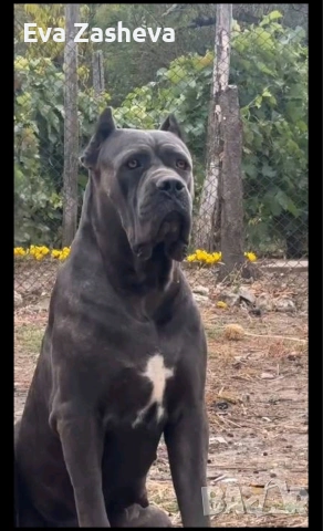 Кане Корсо Женско, снимка 3 - Кане корсо - 53121417