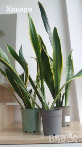 Сансевиера / Sansevieria trifasciata  , снимка 9 - Стайни растения - 50819879