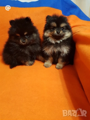Померан померанчета снимки от днес 03.01.2026г, снимка 3 - Померан - 52967127