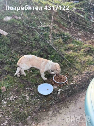 Кучето Джак на късмета, снимка 7 - Други - 54193162