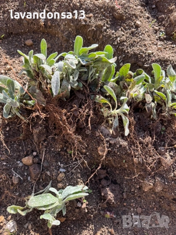  Мурсалски Чай – Разсад на Гол Корен | Планинска Билка, снимка 5 - Градински цветя и растения - 47333197