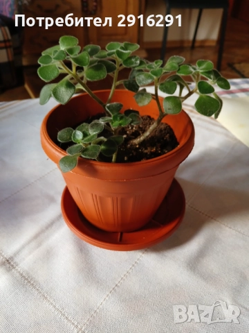 Цвете за дома, нарича се цвете на парите.ите, снимка 2 - Стайни растения - 52738753