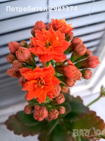 Каланхое, снимка 4 - Стайни растения - 53246108