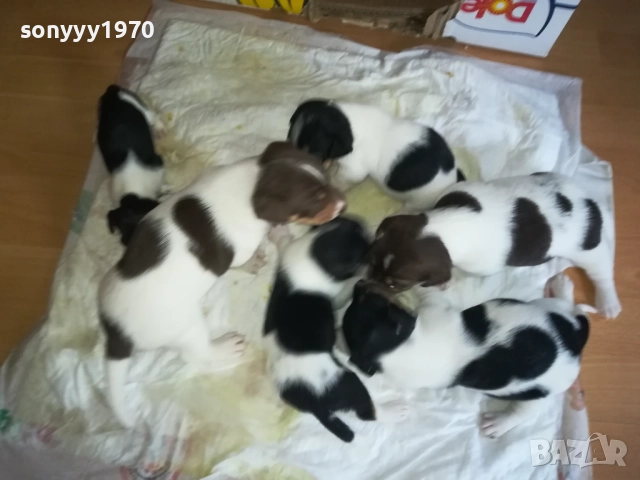 ДЖАК РЪСЕЛ-250ЛВ ЗА БРОЙ 0409252000, снимка 2 - Джак ръсел териер - 51608760