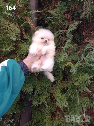 Мини Померани. Реални снимки от 19.12.25 год. , снимка 5 - Померан - 52849207