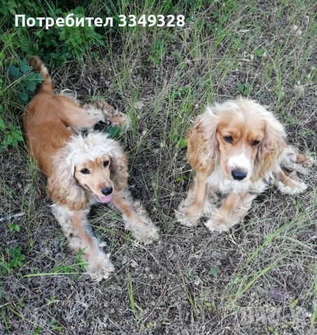 кучета обучени за трюфели 