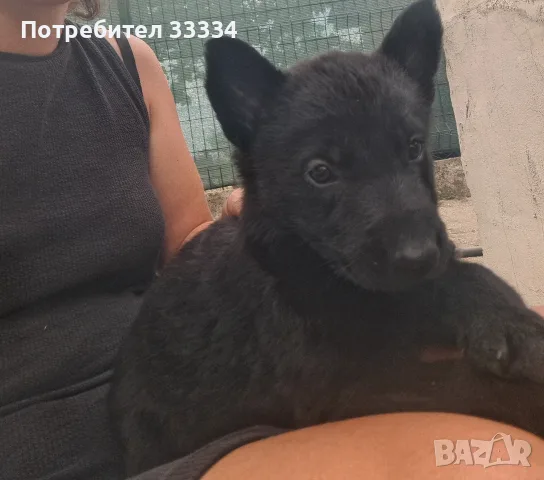 Черни немски овчарки, снимка 9 - Немска овчарка - 55937502