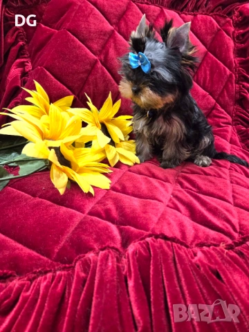 йоркширски териер, снимка 6 - Йоркширски териер - 54128352