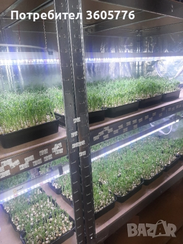 Кълнове и микрорастения, снимка 2 - Хранителни добавки - 51729072