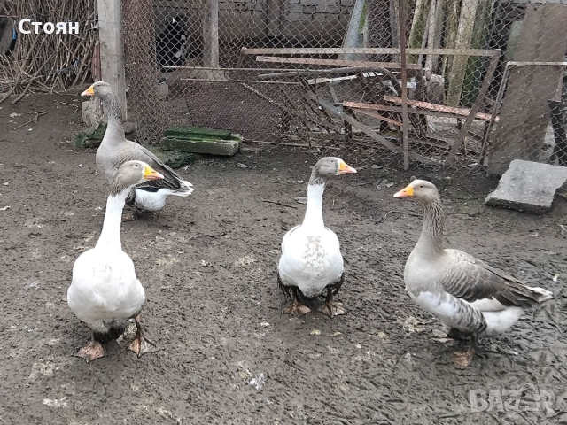 Продавам 3 гъски и 1 гъсок