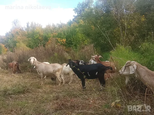 Свободен пръч и кози , снимка 2 - Кози - 56460525
