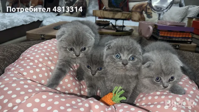 Шотландски Фолд - Шотландска клепоуха, снимка 5 - Други - 56350153