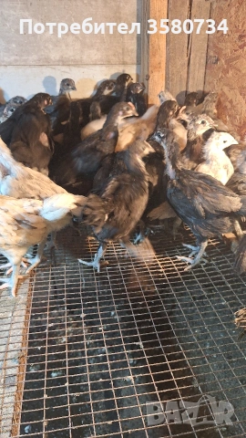 Прадавам пилета Австролоп