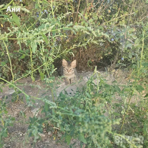 Котета на два месеца и майката на една годинка, снимка 5 - Други - 56168290