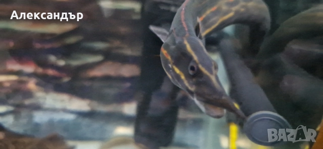 огнена змиорка, снимка 2 - Рибки - 51695411