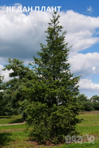 Дугласка ела