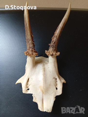 Еленови рога - 2 броя(малки, с част от черепа), снимка 3 - Антикварни и старинни предмети - 54254712