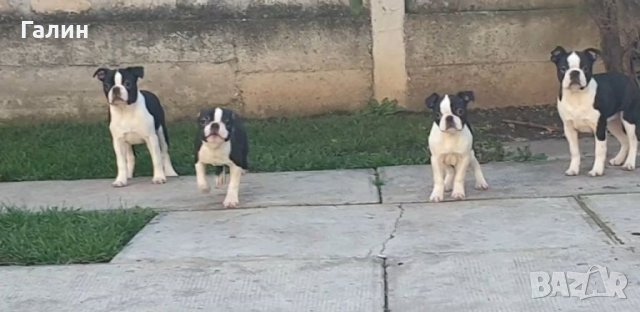 Бостън териер,Бостон териер, Бостън териер с родословие, снимка 2 - Други - 33815745