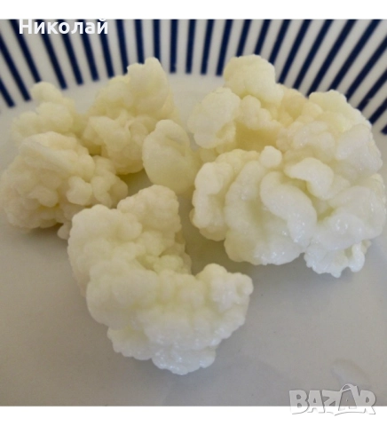 Тибетска кефирна гъба