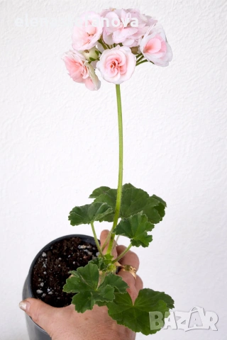 Комплект от три мушката, снимка 2 - Стайни растения - 54256413