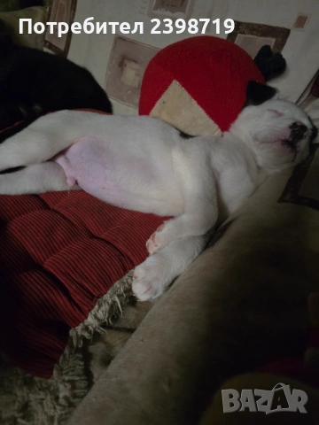 Подарявам на 2 м.овч.кученца