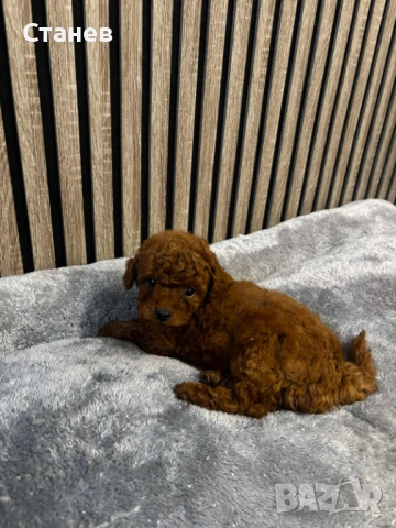 Той пудел момиче и момче , снимка 2 - Пудели - 54277456