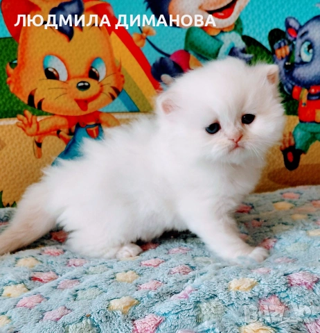 Персийско хималайско мъжко със сини очи. , снимка 4 - Персийска - 54333631