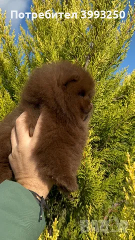 Померан момче