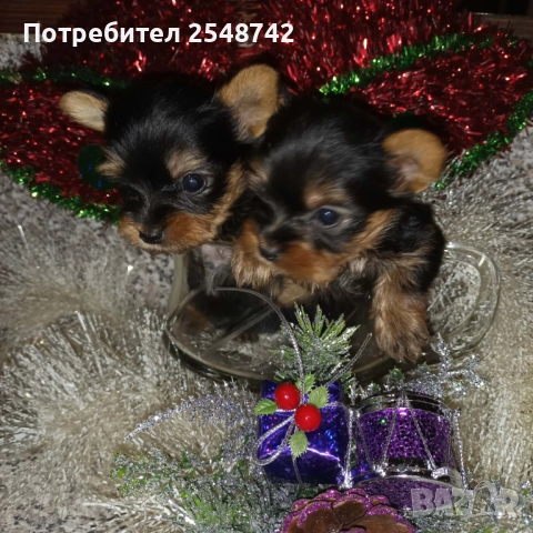 Мини Йорки , снимка 4 - Други - 51182606