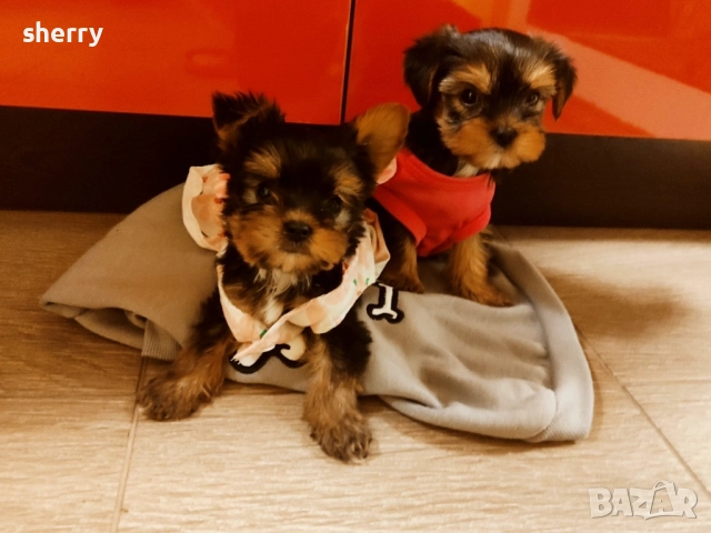 Мини йоркита, снимка 1