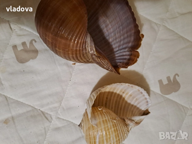 Раковини морски охлюв за декорация , снимка 2 - Аквариуми - 51435192