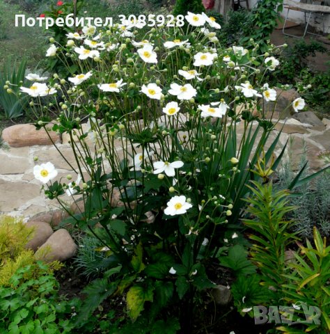 👉👉👉Бяла градинска анемония Anemone hybrida Заявки пролетта Броят е ограничен , снимка 1 - Разсади - 37409652