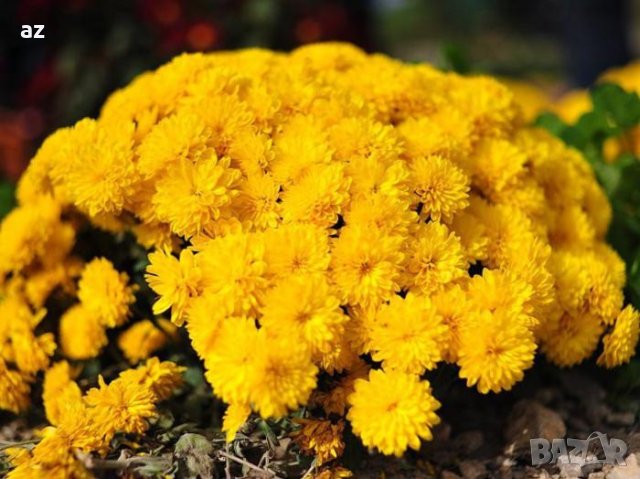 Хризантеми , снимка 7 - Разсади - 42740391