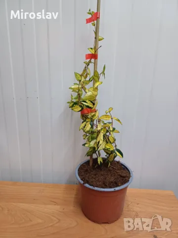 Азиатски Жасмин-(Триколор), снимка 10 - Градински цветя и растения - 49373875