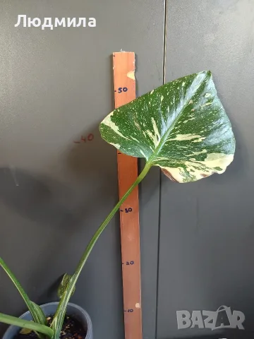 Monstera Thai Constellation /Монстера Тай Констеллейшъ, снимка 6 - Стайни растения - 55930077