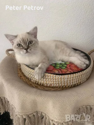 Шотлански котета, снимка 3 - Други - 56529363